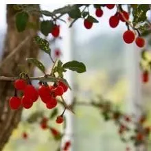thumbnail for publication: Goji Berry—a Novel Nutraceutical "Superfruit" for Florida Master Gardeners
